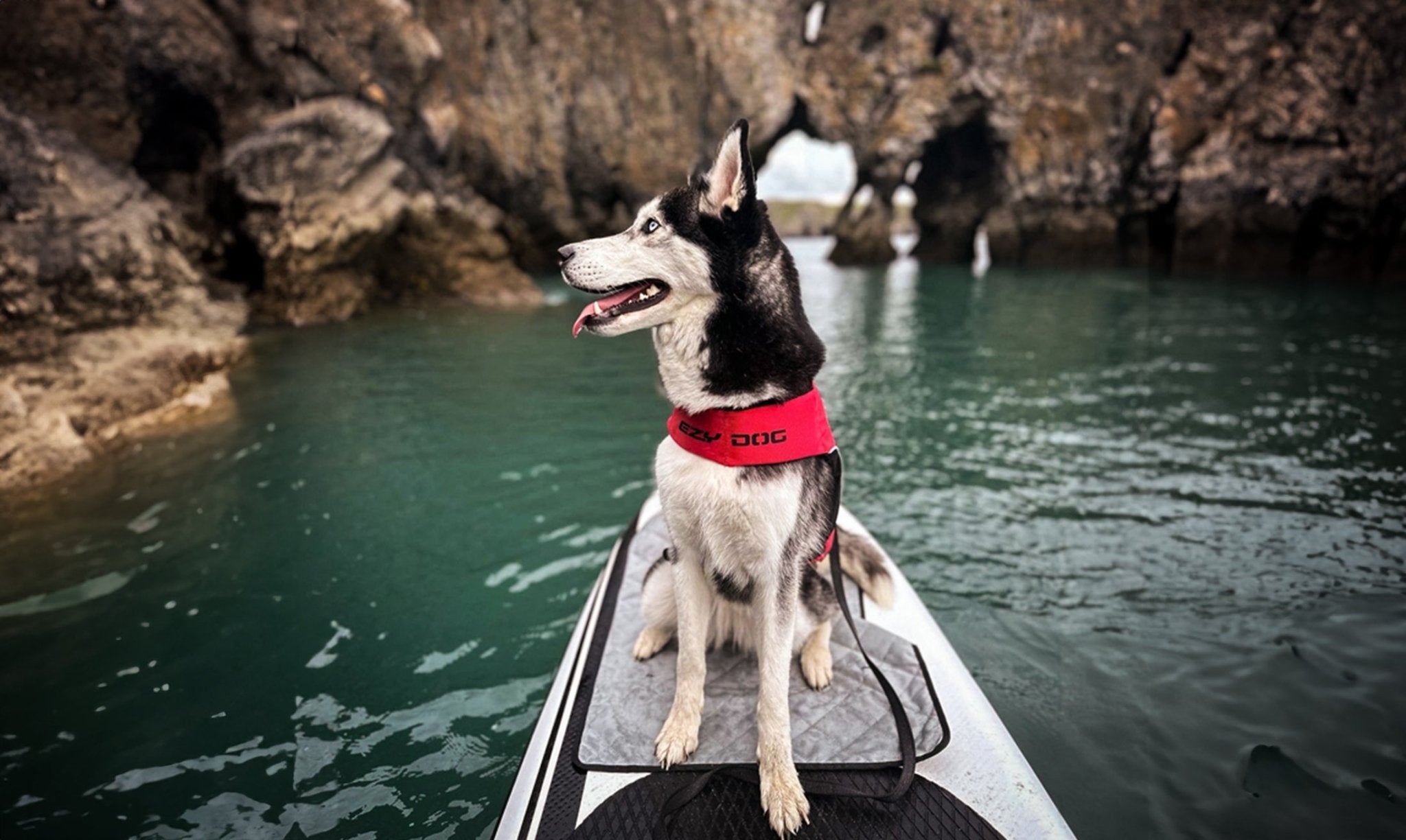 Paddleboarding Pets: Tips for Bringing Your Furry Friends on the Water - Wave Sups UK