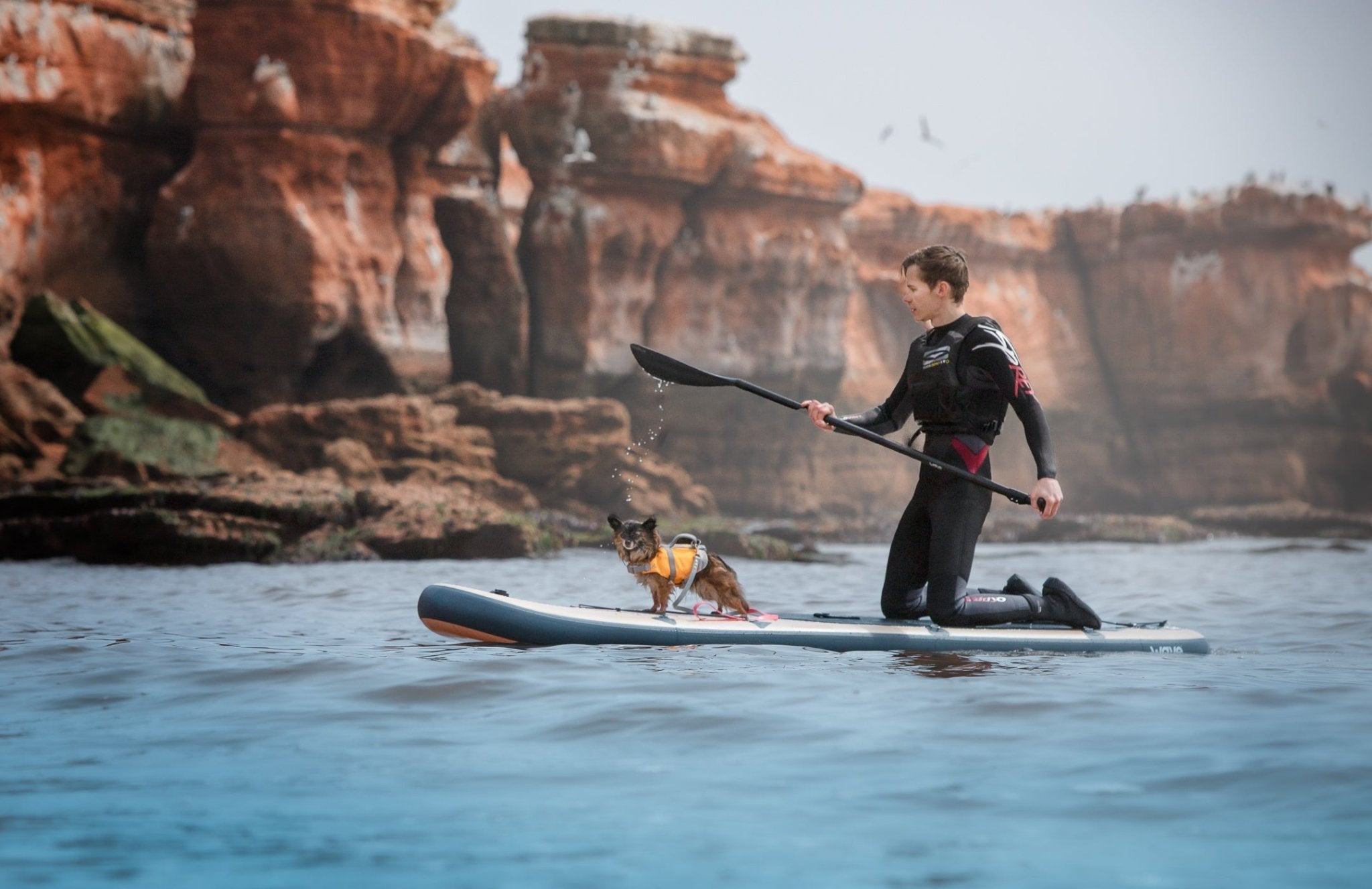 Dogs and Inflatable Paddle Boards: A Match Made in Heaven? - Wave Sups UK