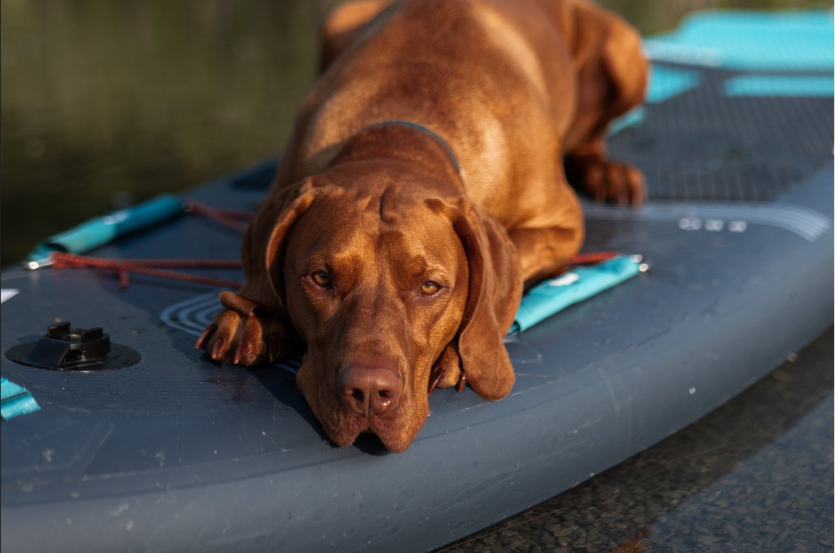 Paddleboarding with Your Pooch: A Perfect Day Out on the Water - Wave Sups UK